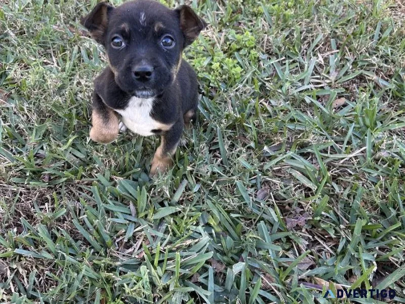Dachshund mix miniature lab puppies