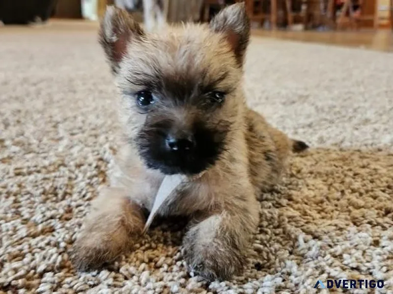 Loving Cairn Terrier Puppies girls and boys