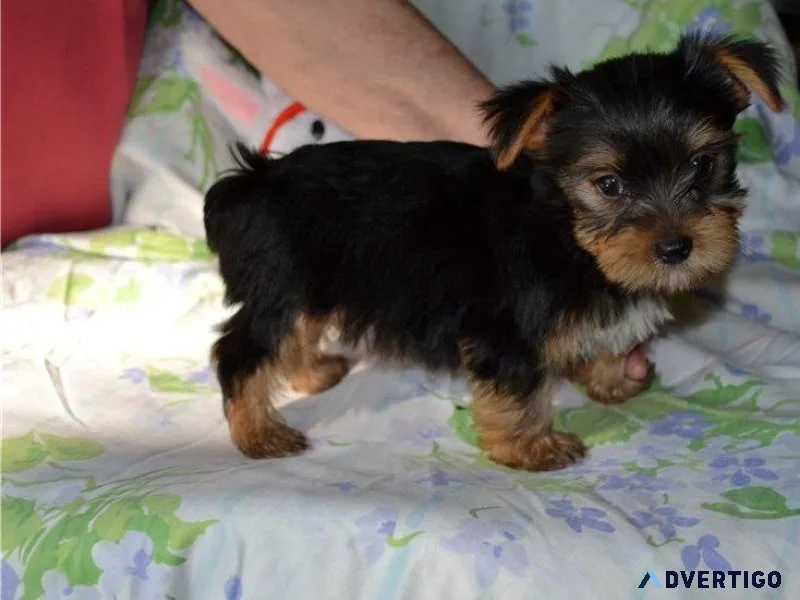 AKC reg. Yorkshire Terrier puppies  for sale