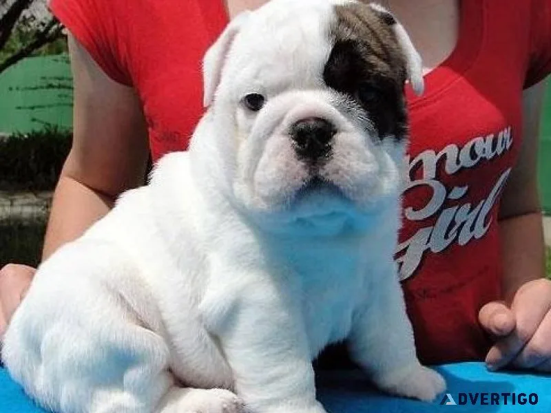 Pure Mini English Bulldog Puppies available