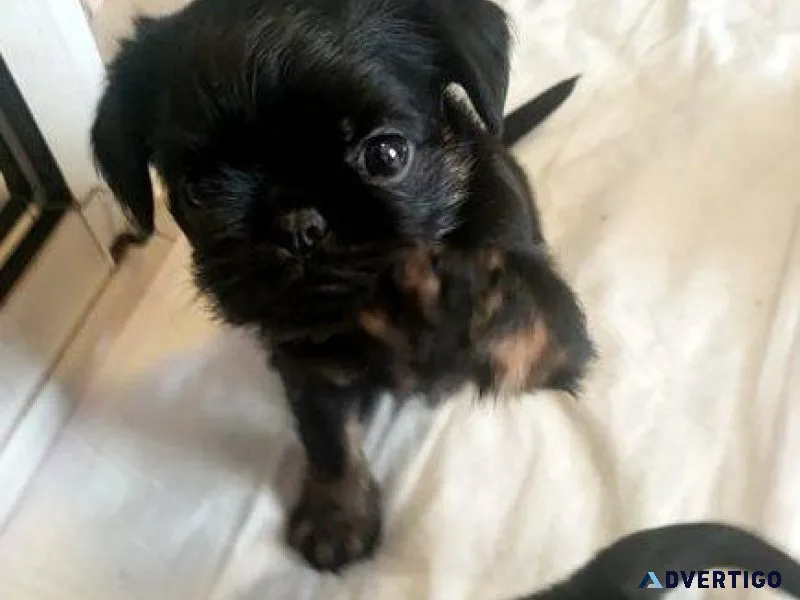 Potty Trained Brussels Griffon Puppies