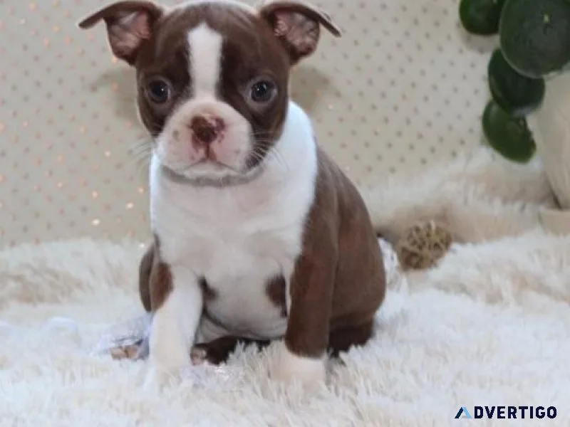 Pure Boston Terrier Puppies available