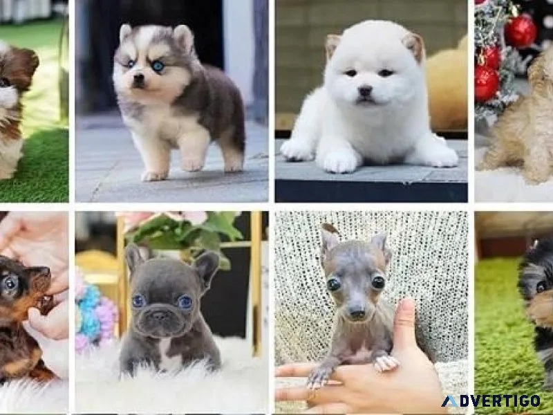 Puppy Breeders Near Me  Pottyregisteredpuppi es.com