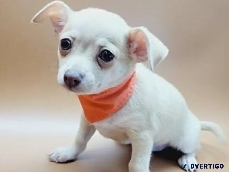 Apple Head Chihuahua puppies available