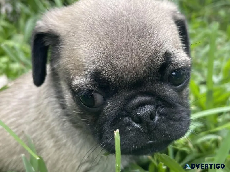 Pug puppies