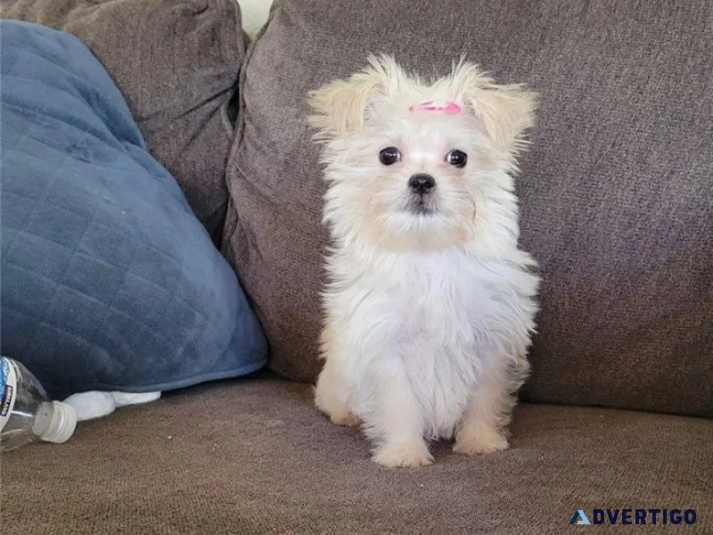 Well Socialized Morkie Puppies
