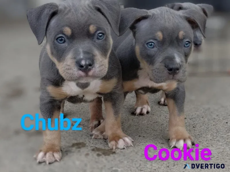 American bully pup