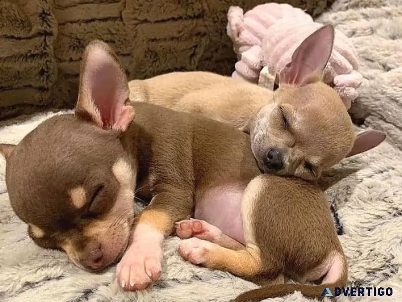 Chihuahua pups