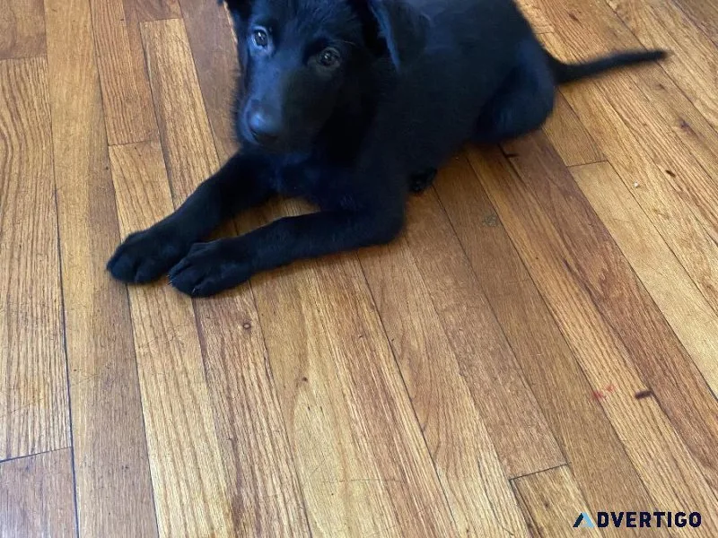 German shepherd puppy for sale