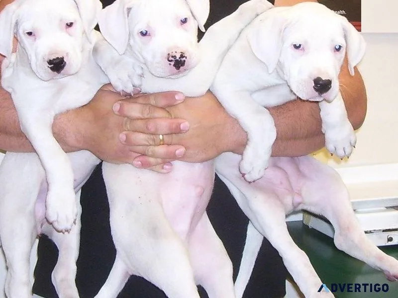 Ch. Bloodline Dogo Argentino Puppies available.