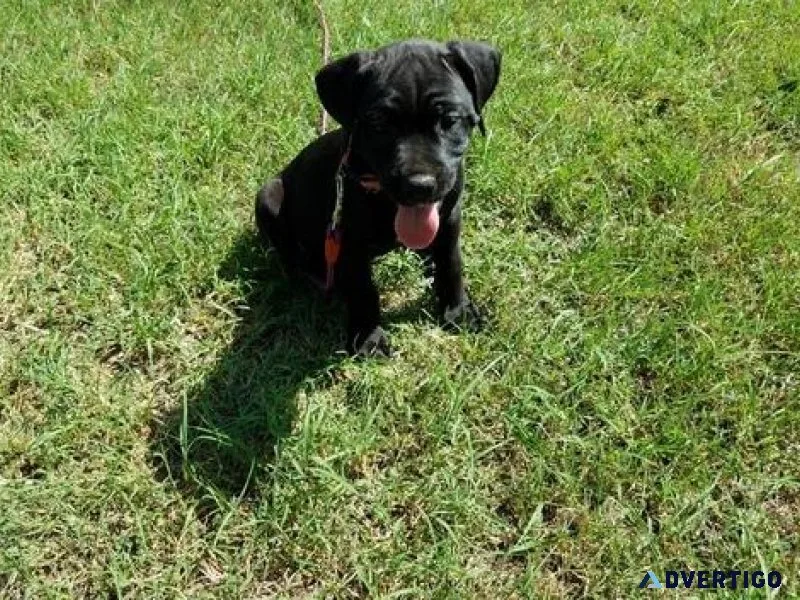 Well Trained Cane Corso puppies  Ready