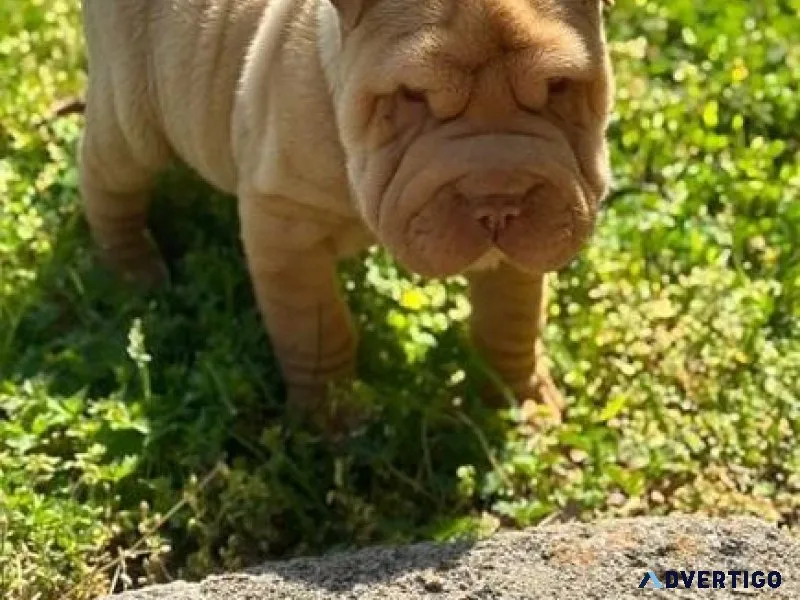 Gorgeous Chinese Shar-Pei Puppies