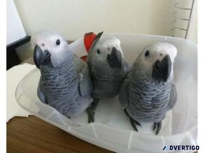 Hand-reared African Grey Parrots available now