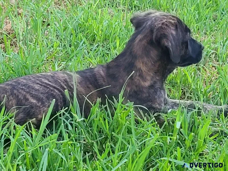 Golden Retriever Mix Puppies Need To Be Re-Homed
