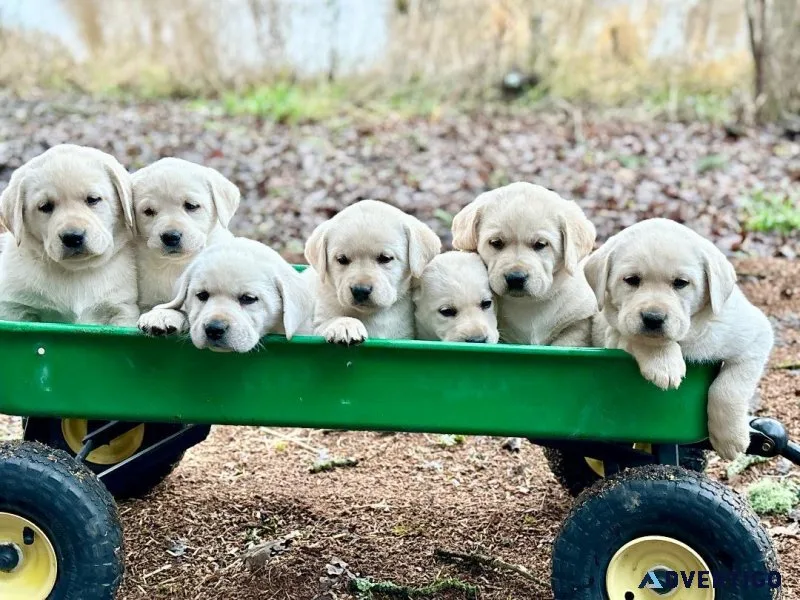English Lab Puppies