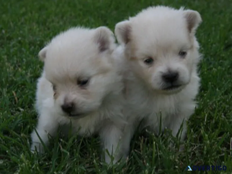 Teacup pure white Pomeranian puppies