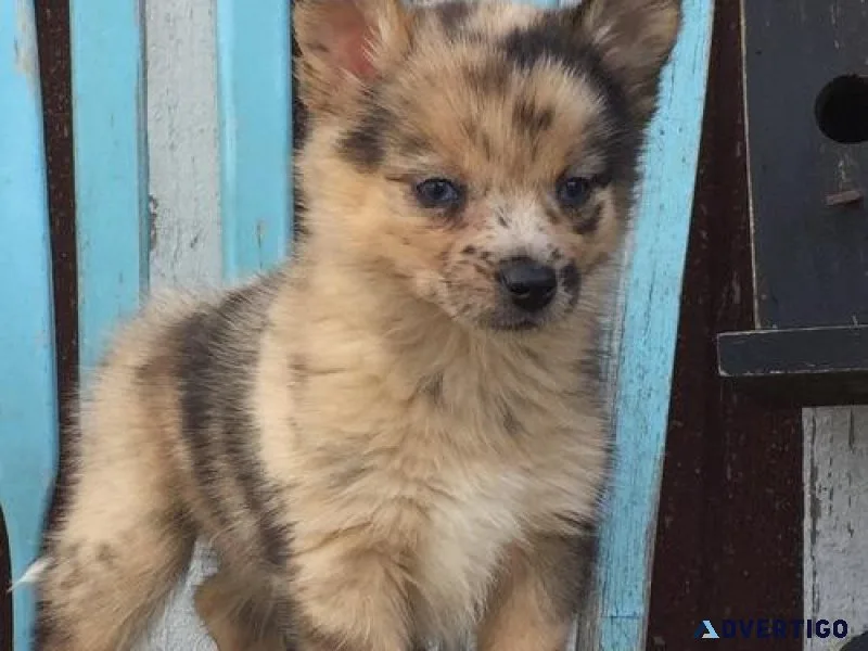 CKC Pomsky Puppies For Sale