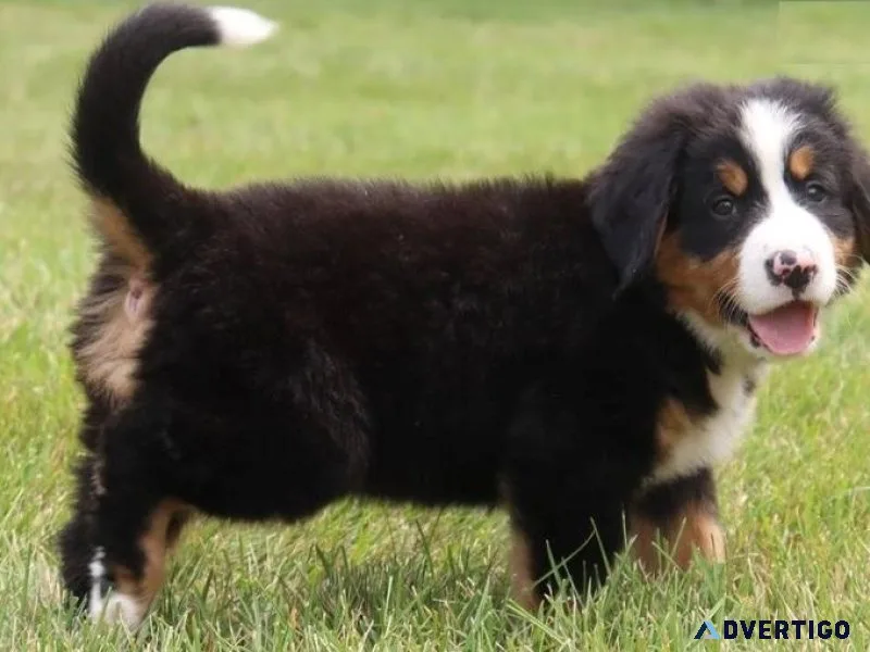 Well Socialized Bernese Mountain Puppies Available