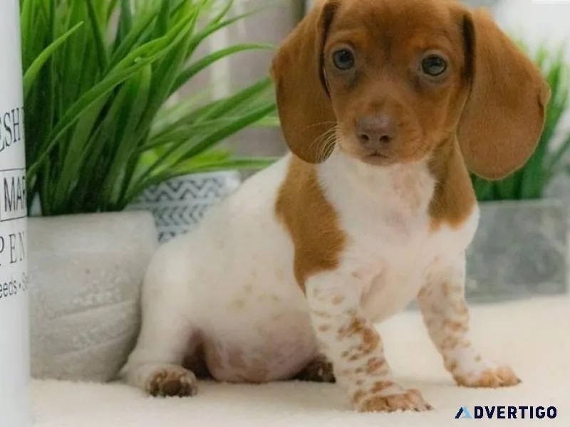 AKC Dachshund Puppies Available