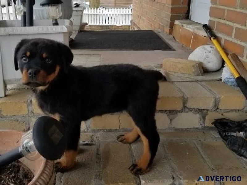 Healthy Rottweiler puppies for sale