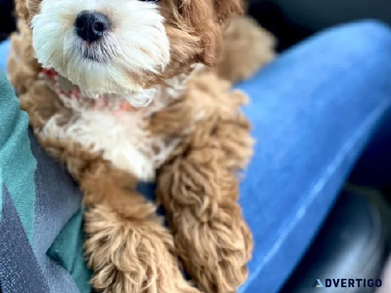 Cavapoo Puppies For Sale