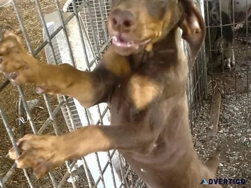 Well Socialized Doberman Pinscher Puppies