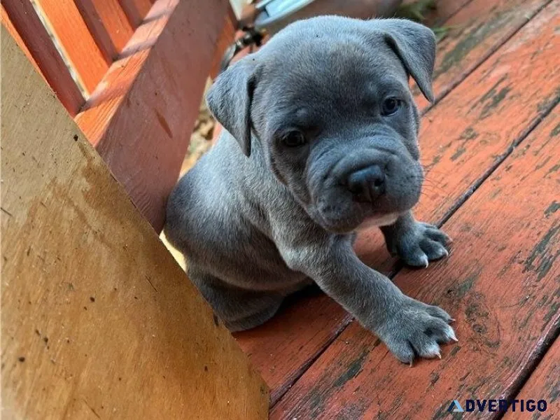 AKC American Pit Bull Terrier puppies ready