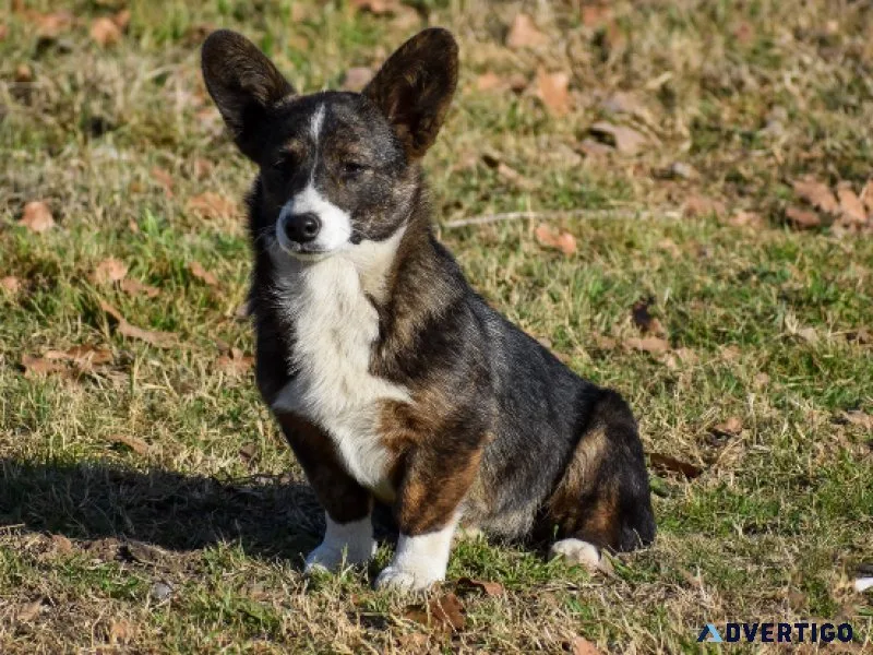Gorgeous registered brindle female corgi