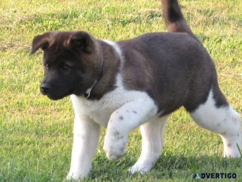 Well Socialized Akita puppies