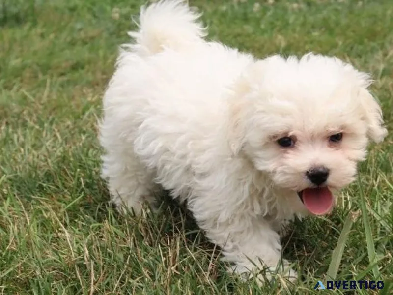 Ready Now AKC Bichon Frise puppies