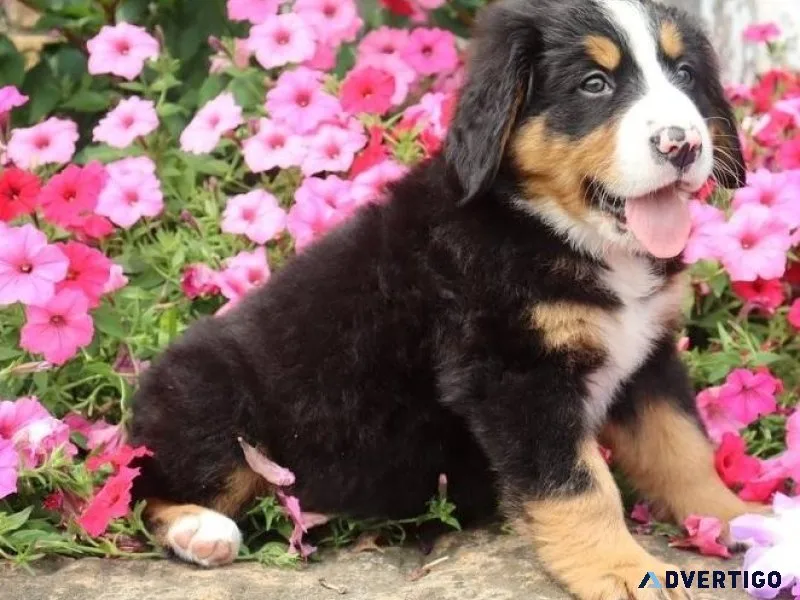 Gorgeous Bernese Mountain puppies