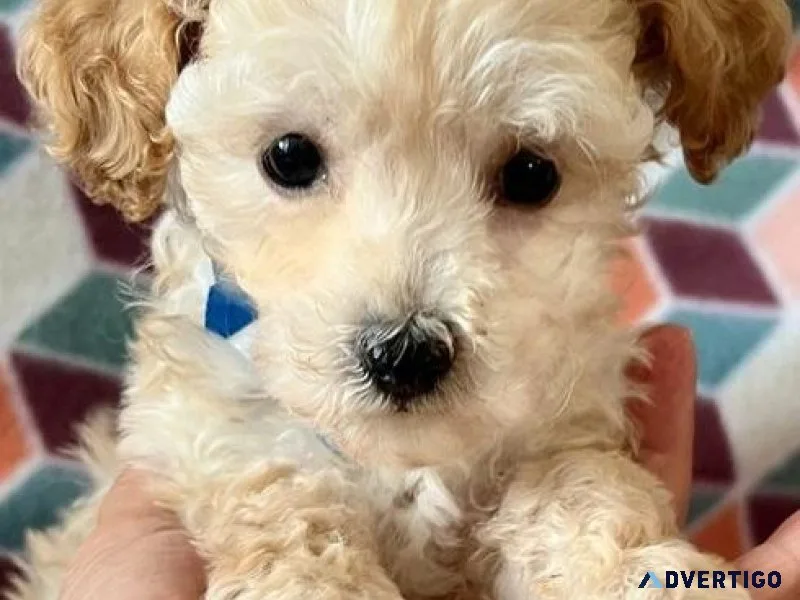 Gorgeous Maltipoo puppies available