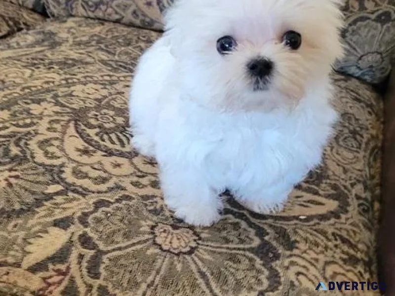 Awesome AKC Maltese puppies.