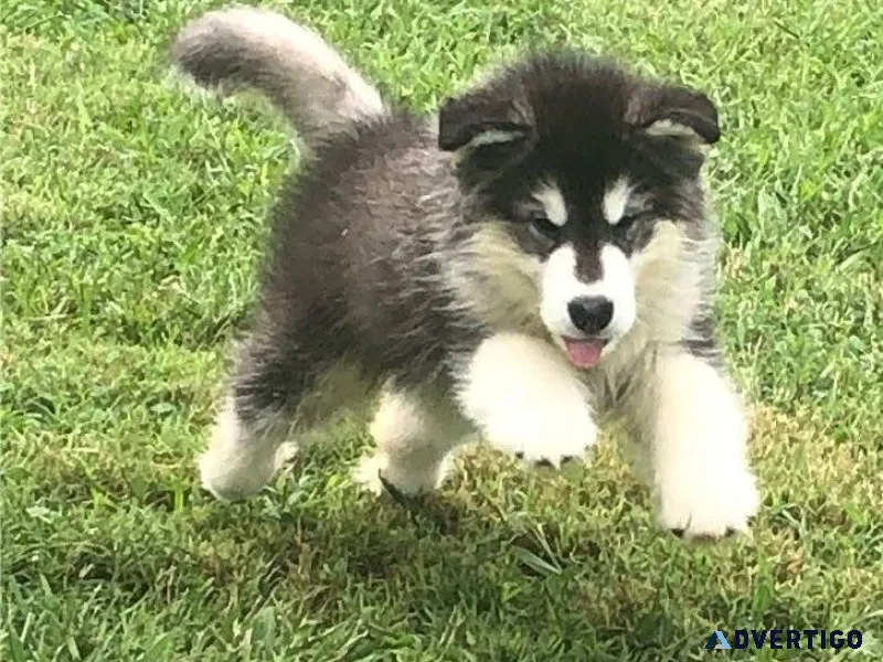 Healthy Alaskan Malamute puppies