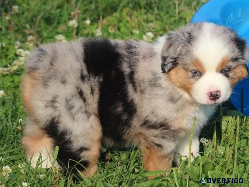 Ready Now Australian Shepherd puppies