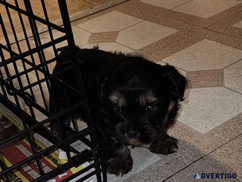 Female shorkie