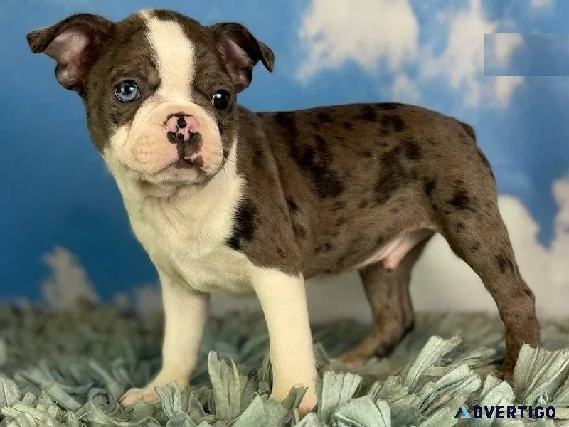 AKC Boston Terrier puppies