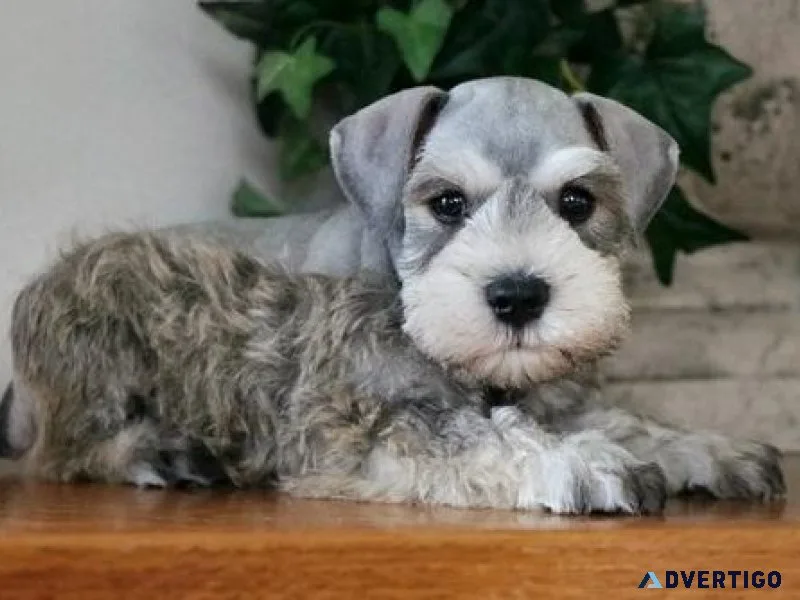 Home Raised AKC Miniature Schnauzer puppies