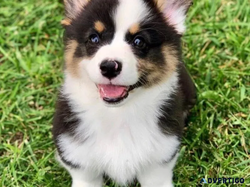 available welsh corgi for sale