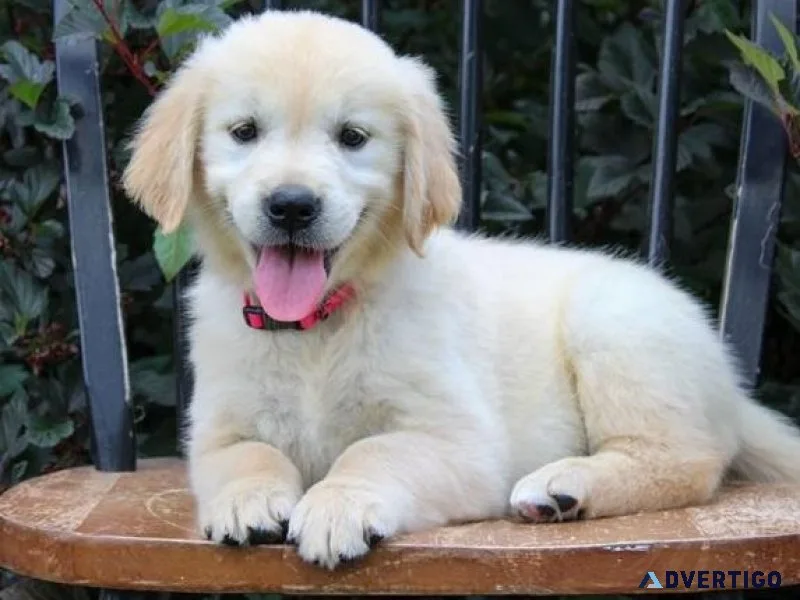 Very Intelligent Golden Retriever puppies for sale