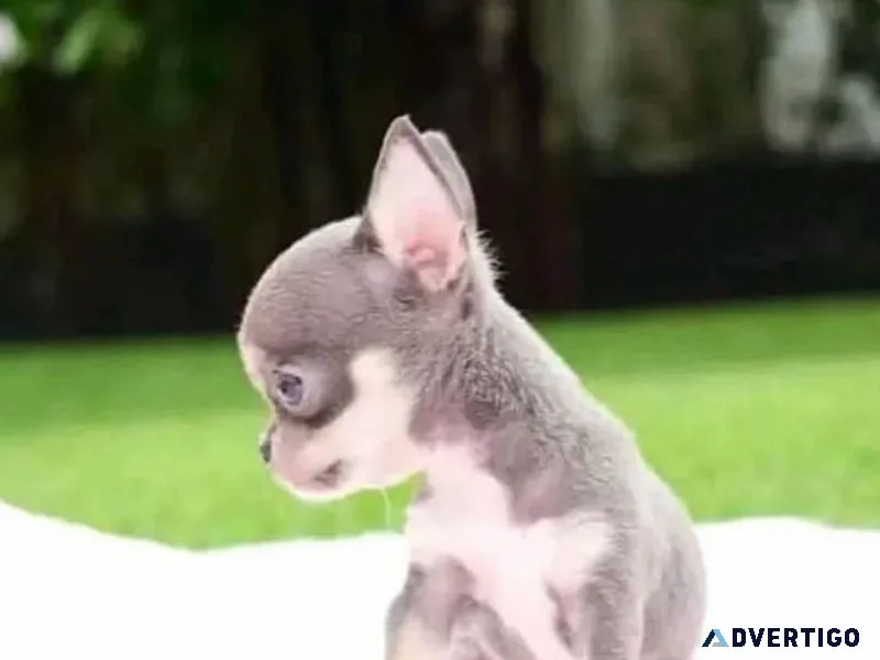 CHIHUAHUA PUPPY