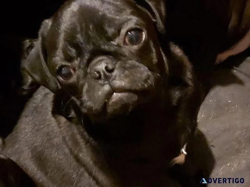 pug puppies