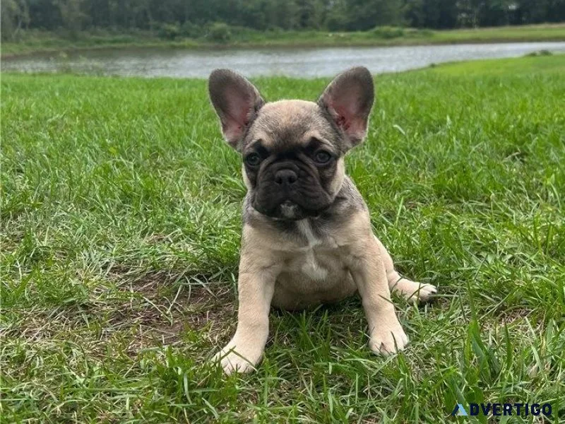 Adorable French Bulldog puppies