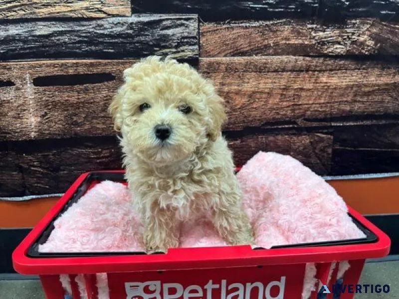 Teddybear face Maltipoo Puppies Ready to go now