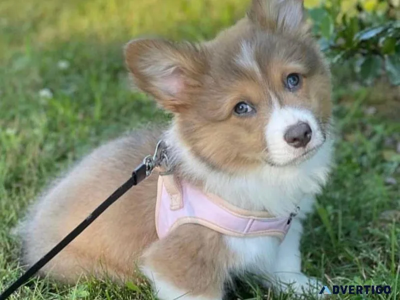 Pembroke welsh corgi Puppies for sale. one male and one female.