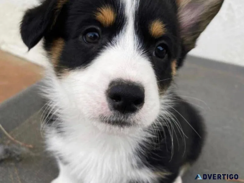 Pembroke welsh corgi pups available love playing
