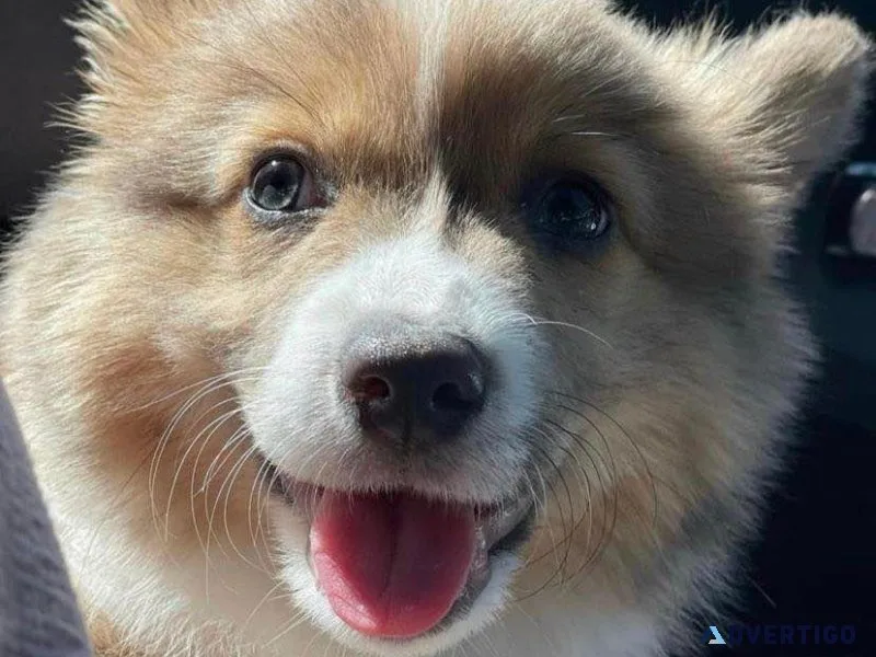 Pembroke Welsh Corgi Puppies