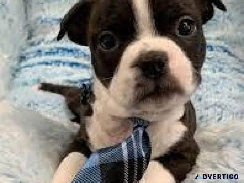 Little Boston terrier pups