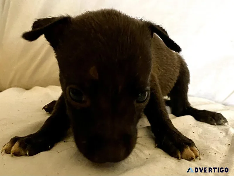 Pit bull puppies