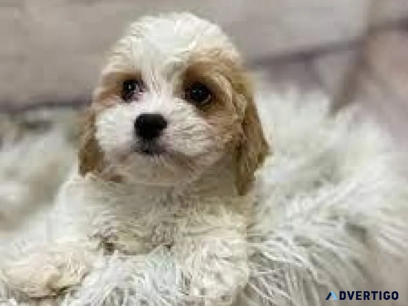 Cavachon AVAILABLE NOW